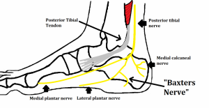 Baxters Nerve 1024x528 1